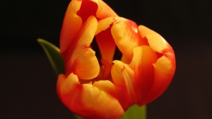 Женщиной года в номинации «Физкультура и спорт» стала Анастасия Андреева