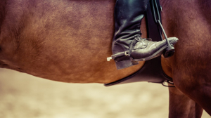 Спортсмены с берегов Невы завоевали медали на этапе Кубка Евразии по конному спорту